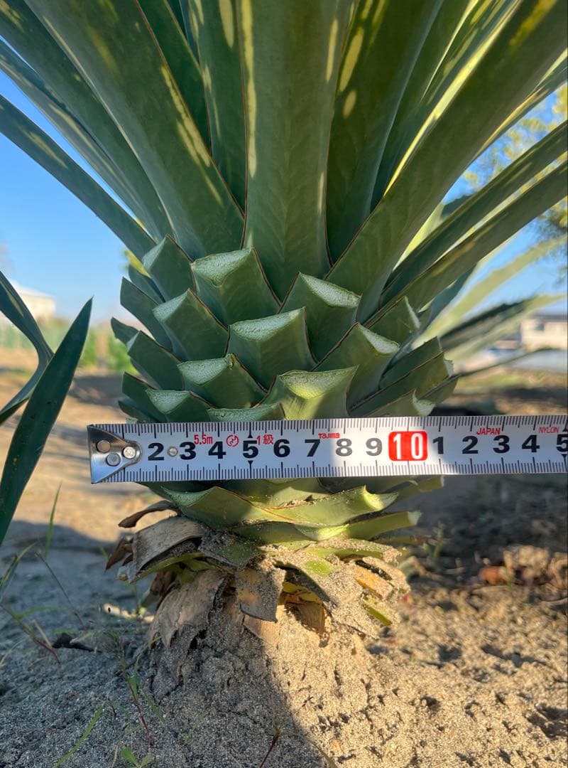 ユッカグロリオサ　散り斑　① 直接取り引き可能