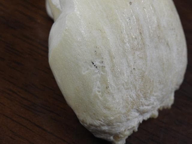 マッコウクジラ歯　カエル彫　M702