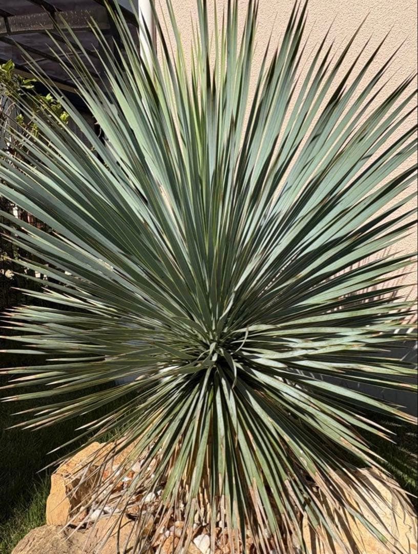 ユッカ　ロストラータ　引き取り限定