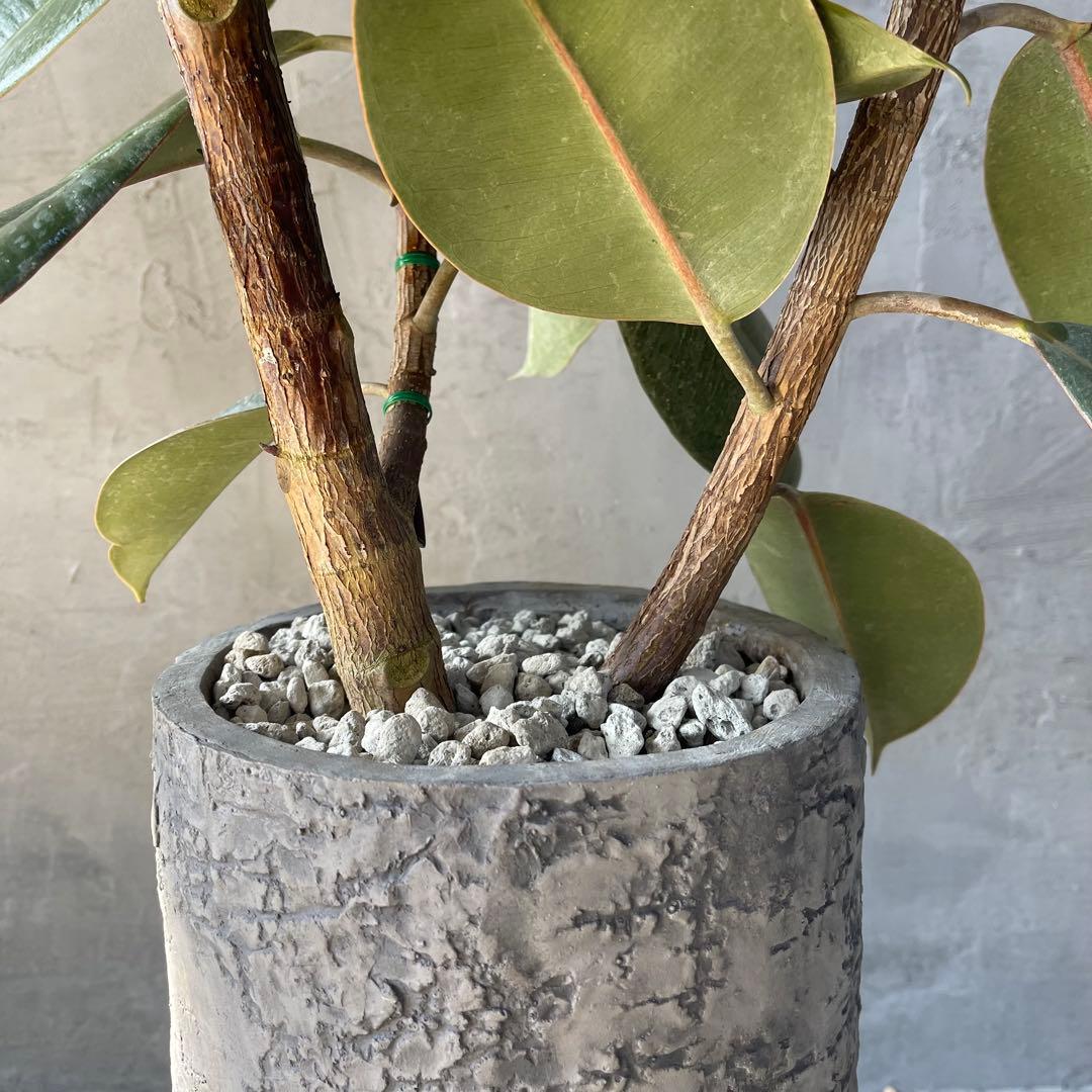 大型　フィカス　バーガンディ　アンティーク調　陶器鉢　植え込み発送