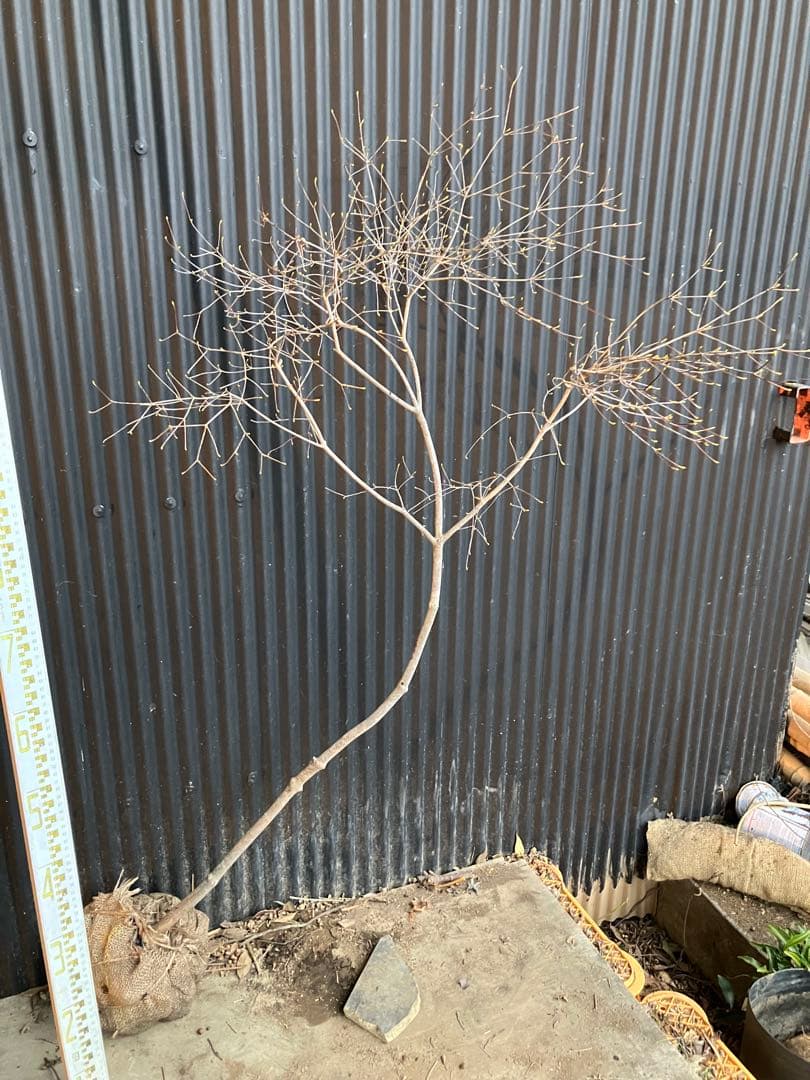 山採り　ドウダンツツジ