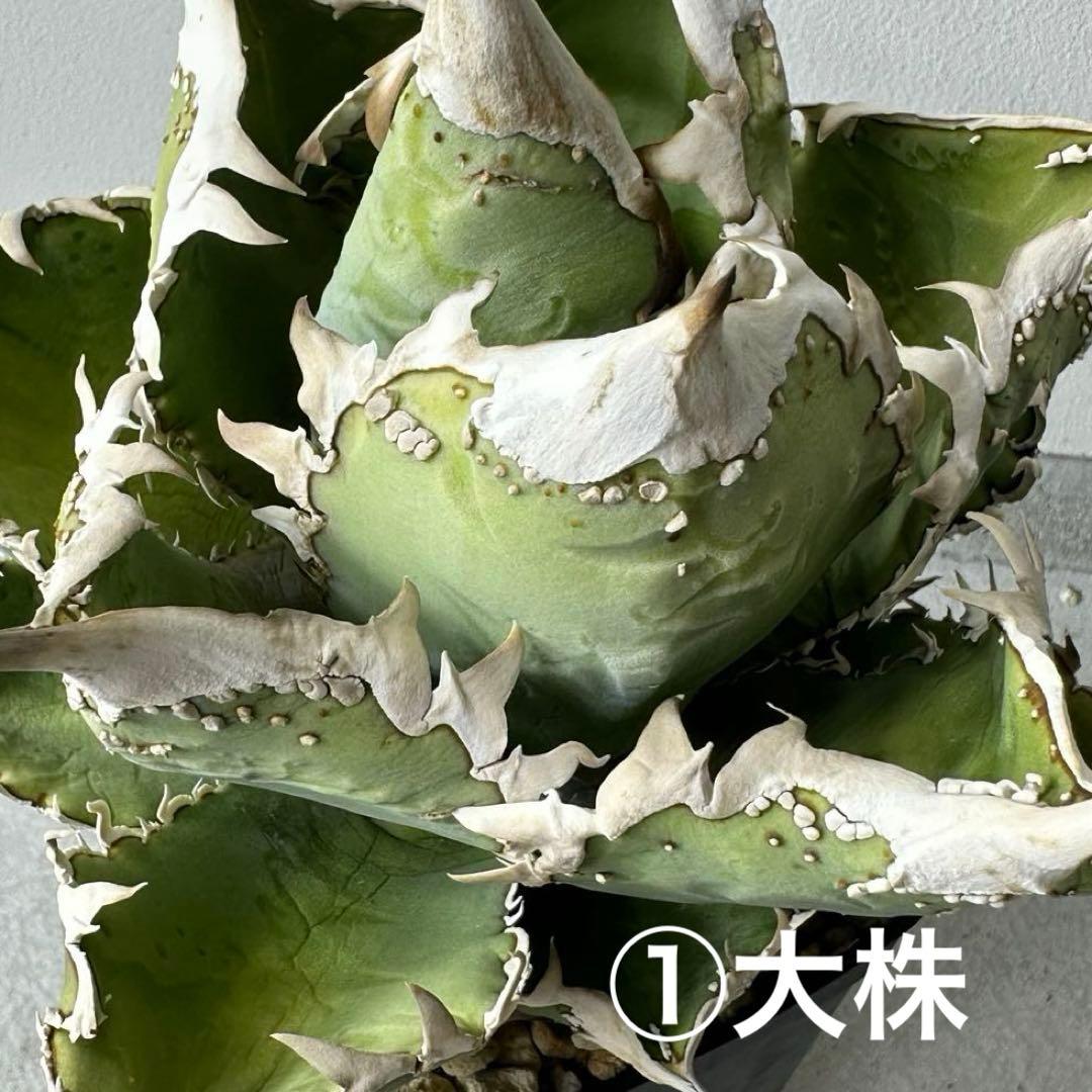 【初出】 チタノタEU産 極太 ブツブツ セット ※バラ売り可 検）冰雹、麻花龍