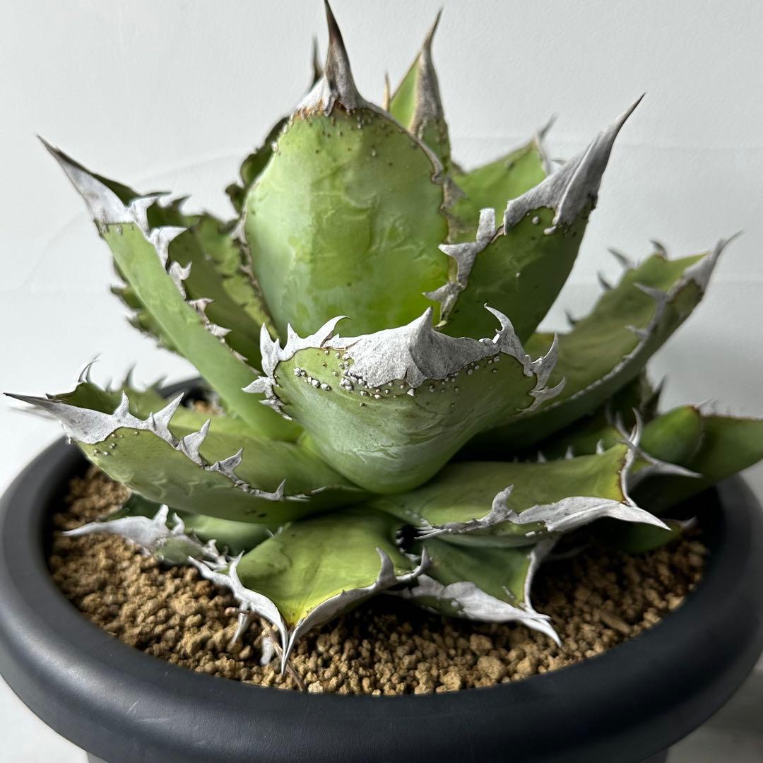 【初出】 チタノタEU産 極太 ブツブツ セット ※バラ売り可 検）冰雹、麻花龍