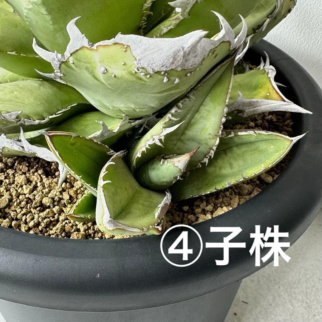 【初出】 チタノタEU産 極太 ブツブツ セット ※バラ売り可 検）冰雹、麻花龍