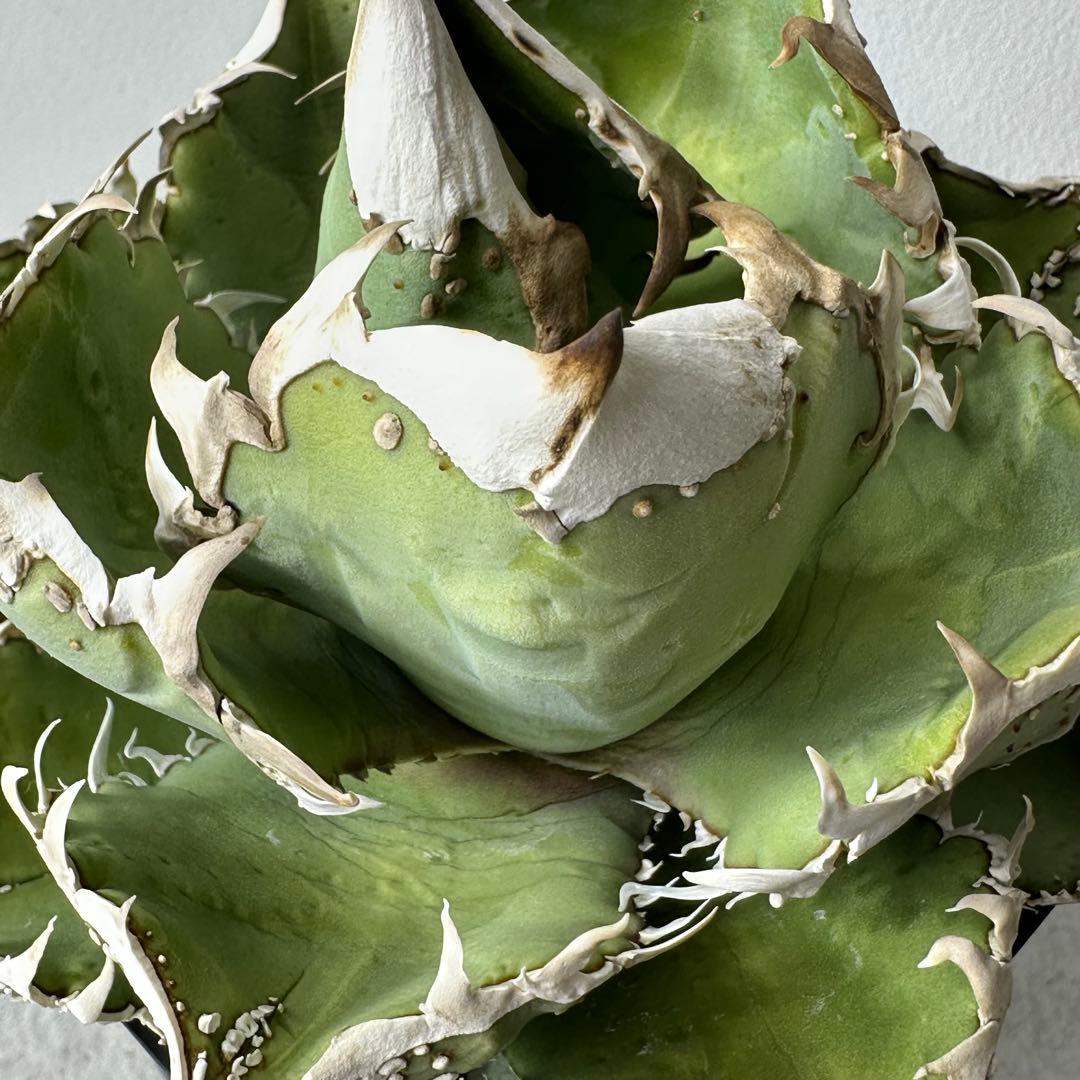 【初出】 チタノタEU産 極太 ブツブツ セット ※バラ売り可 検）冰雹、麻花龍