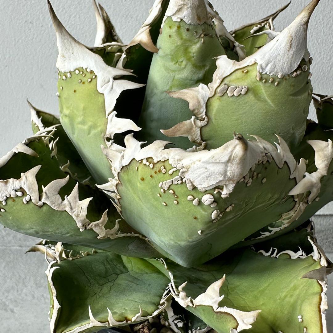 【初出】 チタノタEU産 極太 ブツブツ セット ※バラ売り可 検）冰雹、麻花龍