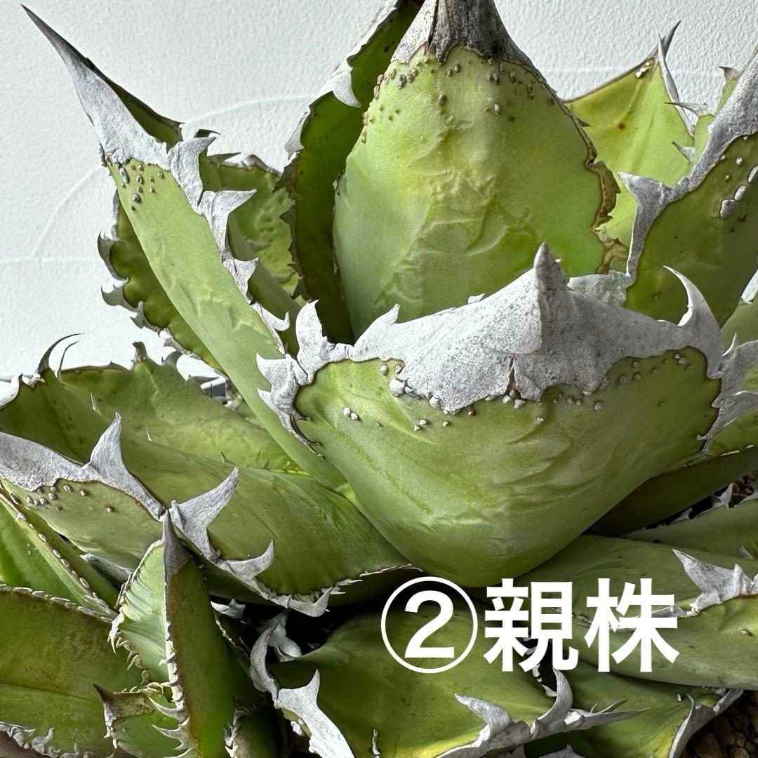 【初出】 チタノタEU産 極太 ブツブツ セット ※バラ売り可 検）冰雹、麻花龍