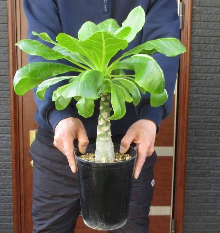 【現品】ブリガミア・インシグニス (アルラ) ハワイアンパーム　5号　D9番