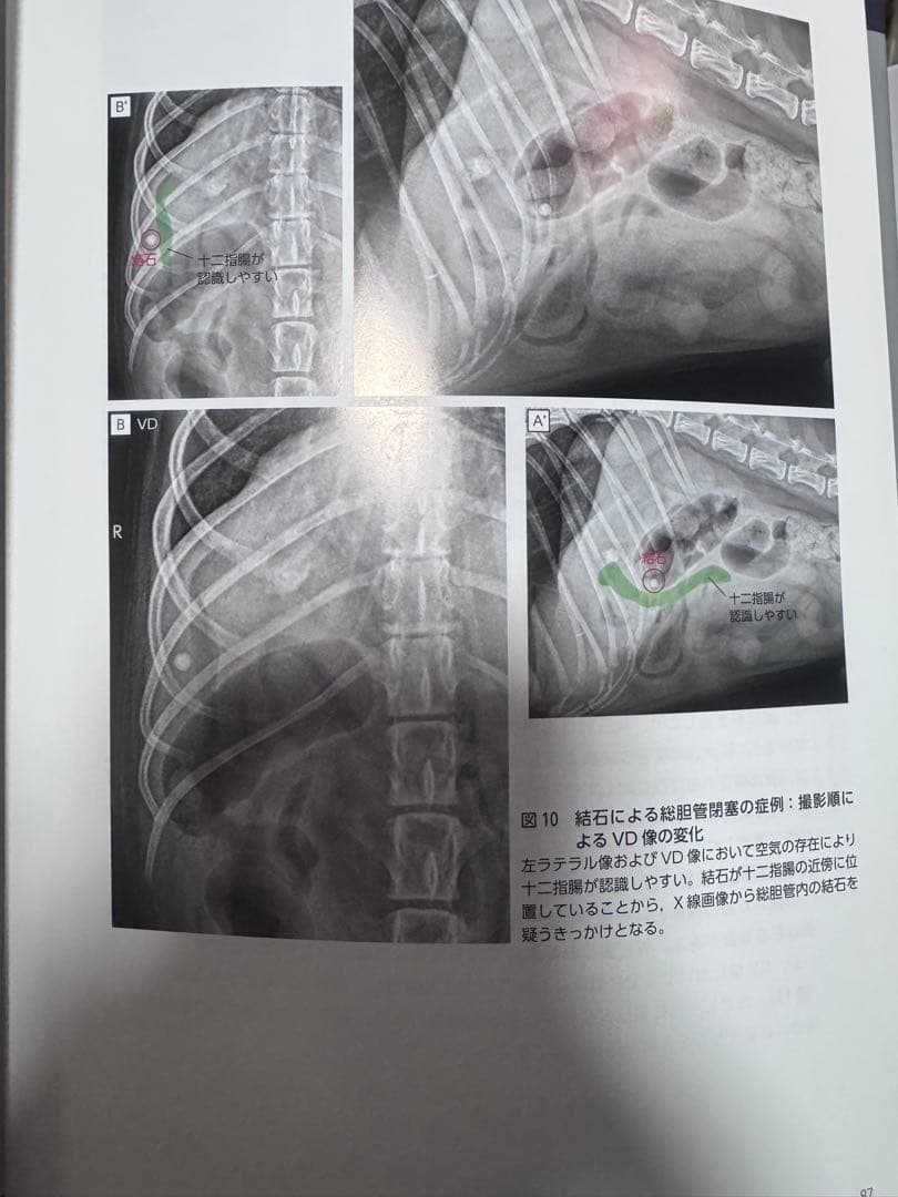 ＊裁断済み　犬と猫のX線撮影ガイド