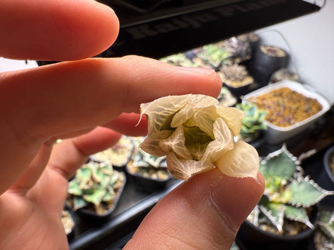 ハオルチア　白蛇伝　カキ仔