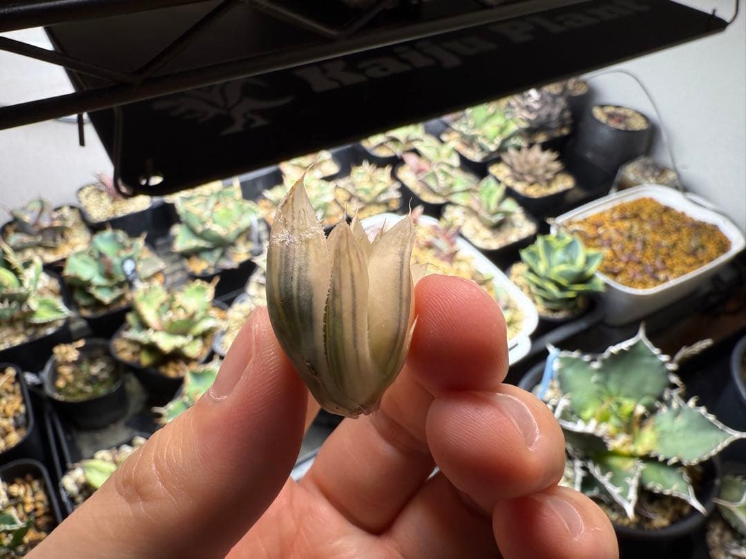 ハオルチア　白蛇伝　カキ仔