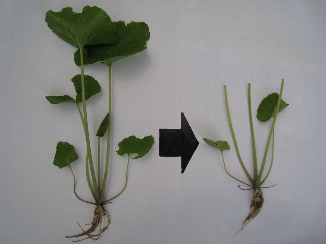 静岡県産　わさび苗　１００本　ワサビ　山葵