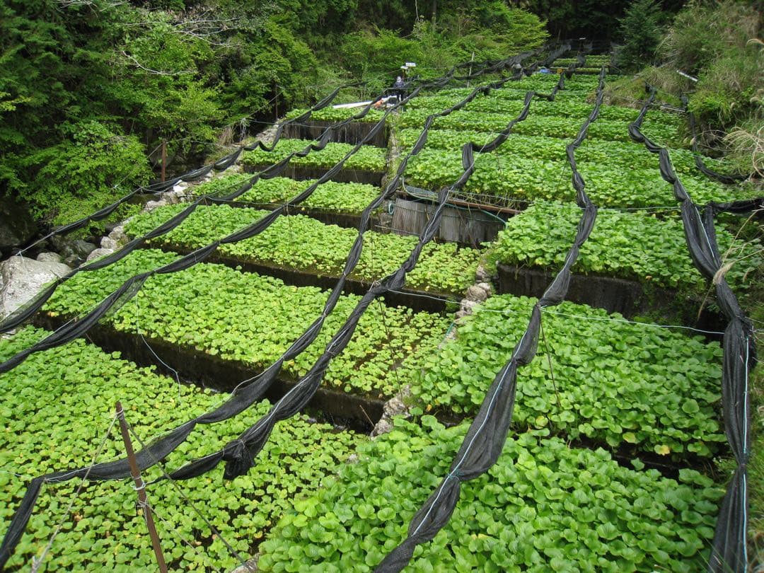 静岡県産　わさび苗　１００本　ワサビ　山葵