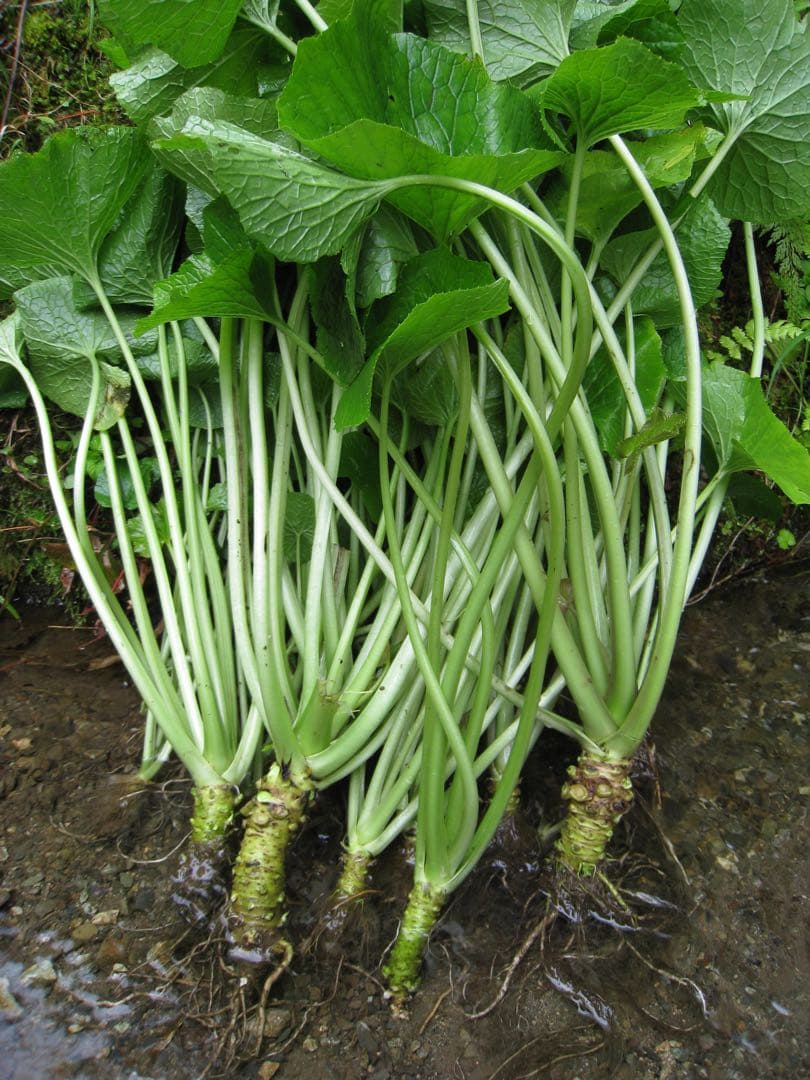 静岡県産　わさび苗　１００本　ワサビ　山葵
