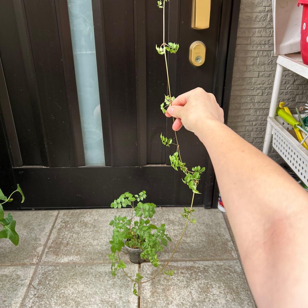 ノウゼンカズラ　根付苗