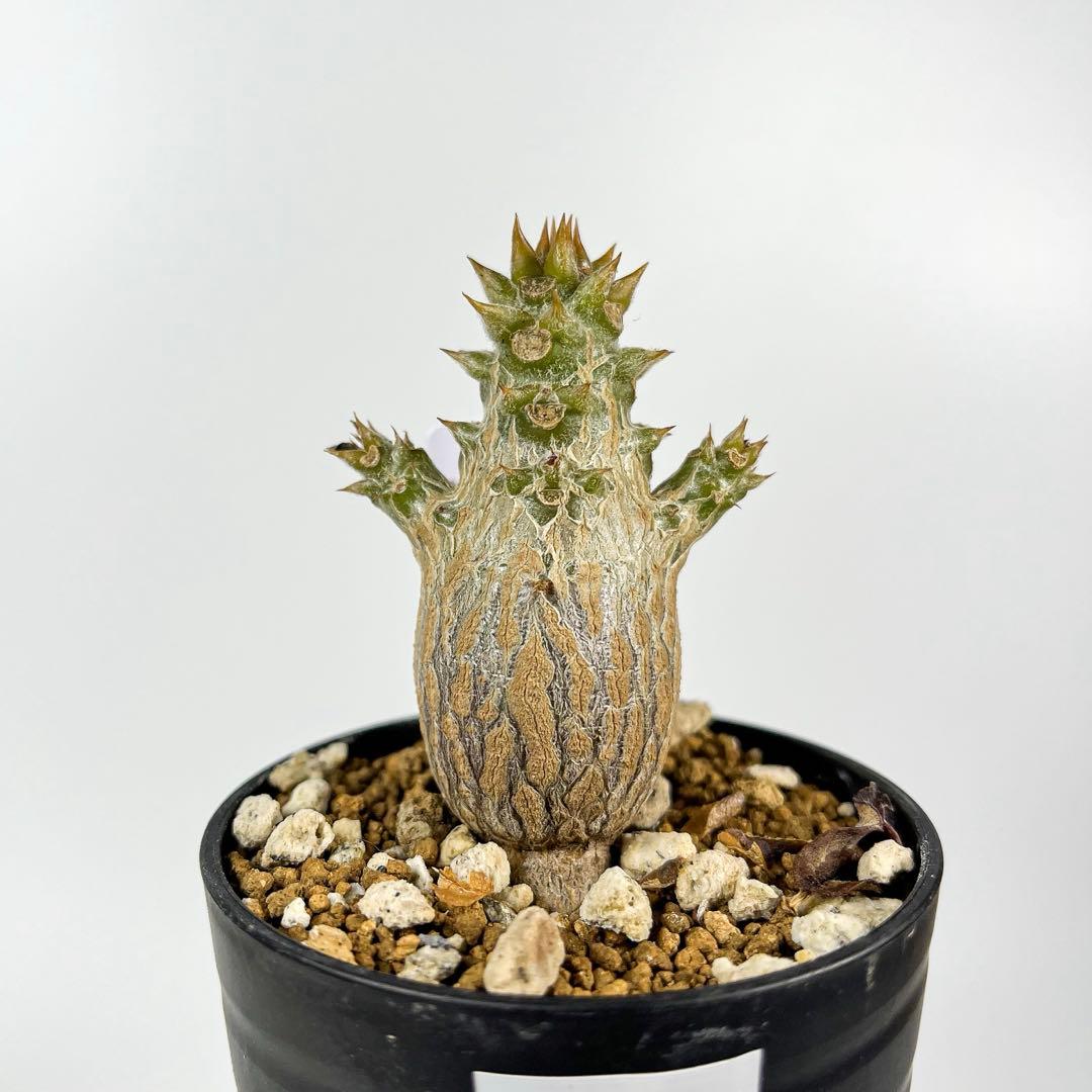 パキポディウム・ウィンゾリー 実生9