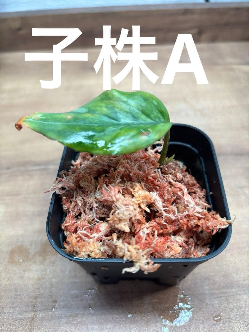 アグラオネマピクタムKashyyyk子株【LA0816-1ss】