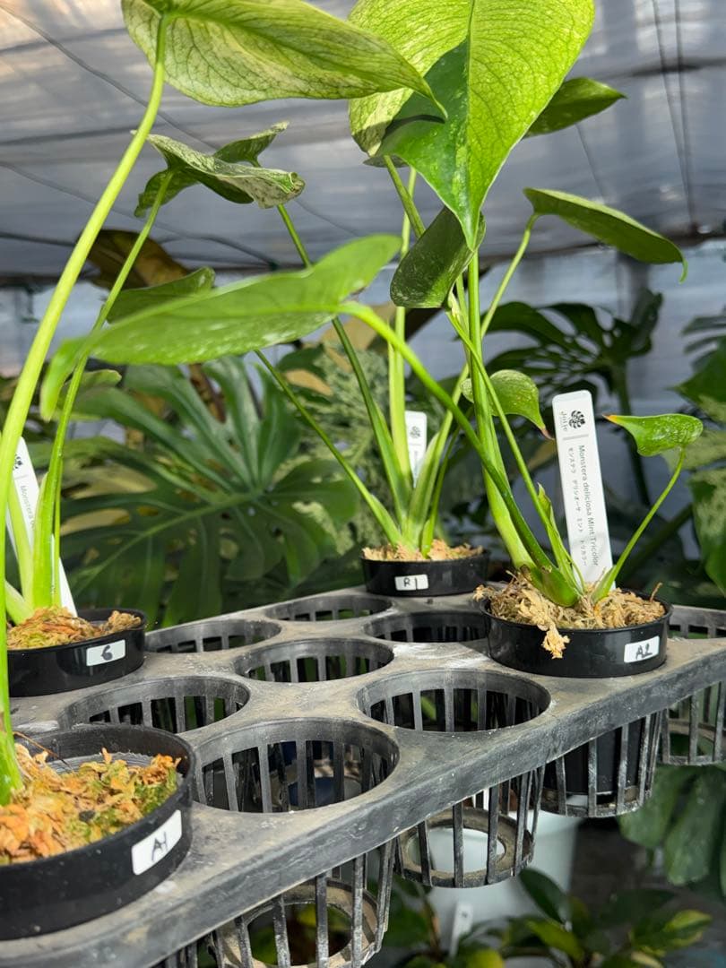 ご確認用　モンステラ　デリシオーサ　ミント　トリカラー