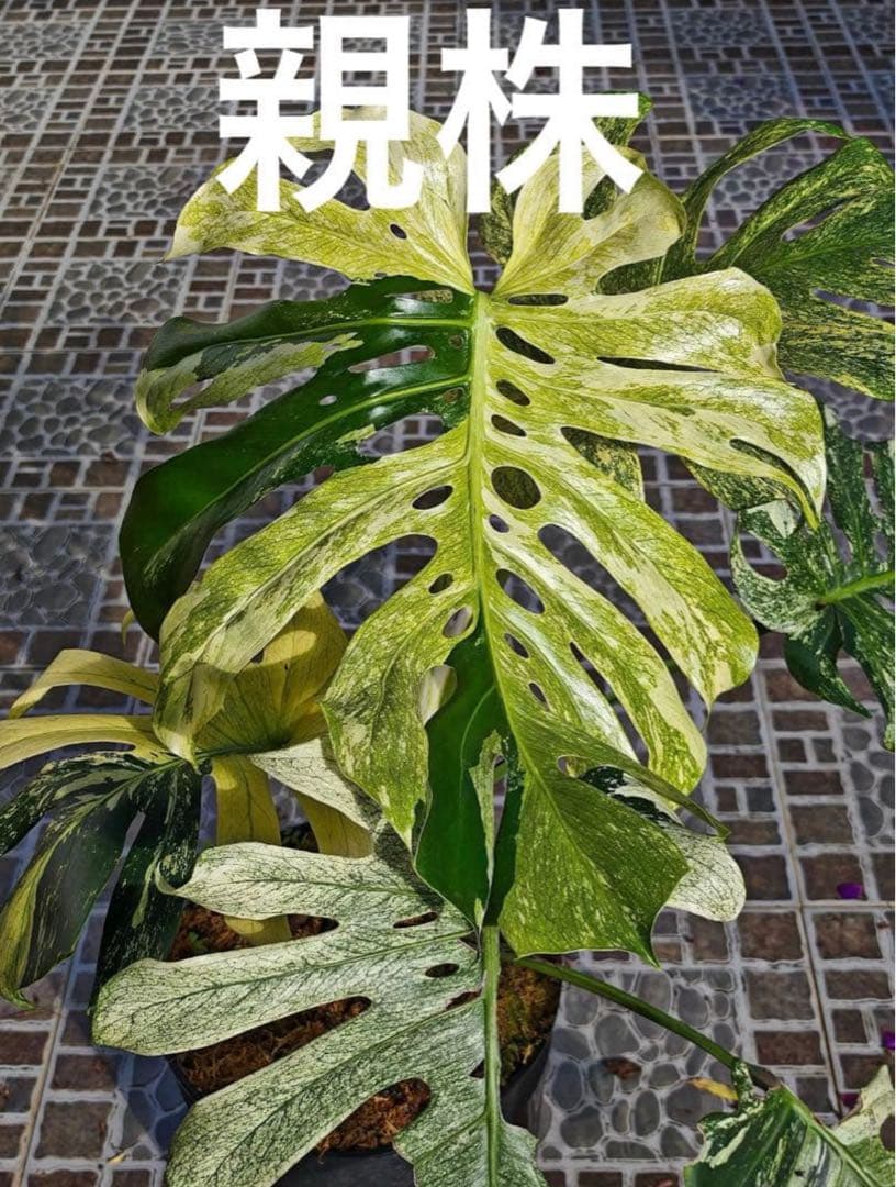 ご確認用　モンステラ　デリシオーサ　ミント　トリカラー