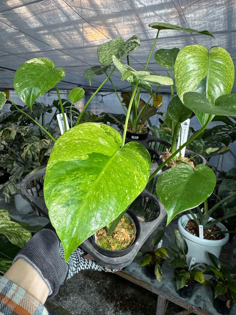 ご確認用　モンステラ　デリシオーサ　ミント　トリカラー