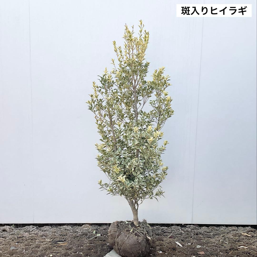 斑入りヒイラギ/ 1029