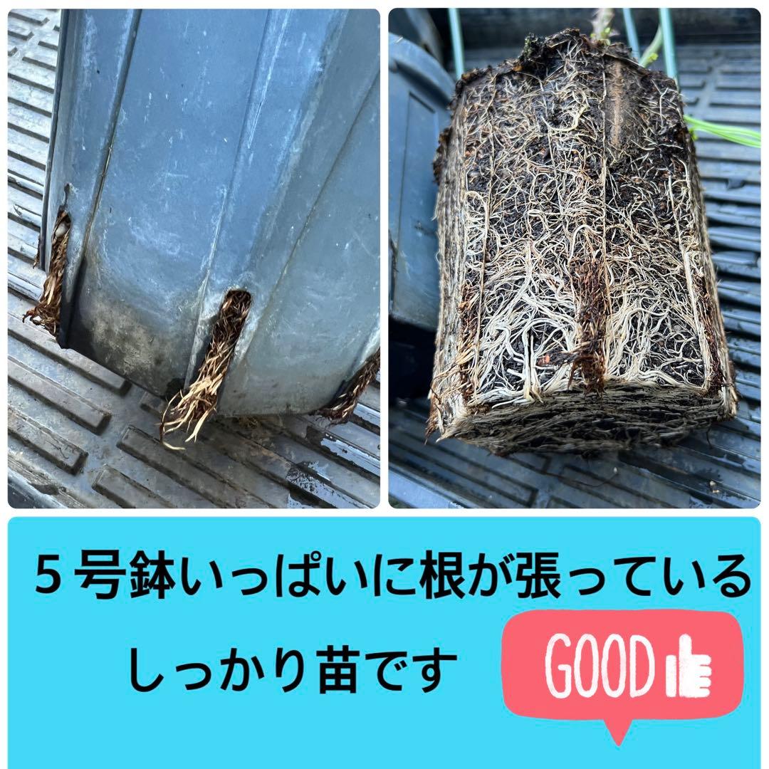 ❁ひろココ♡❁