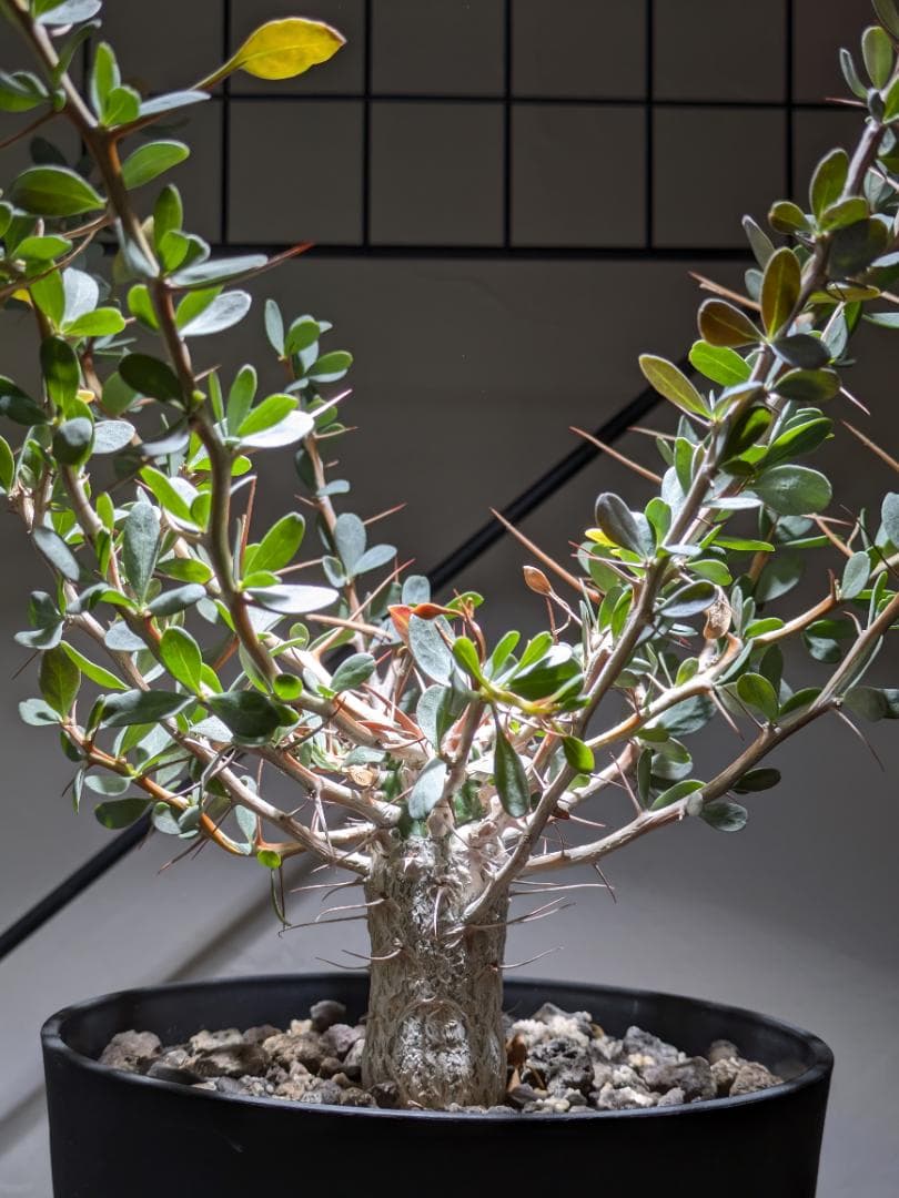 フォークイエリアコルムナリス観峰玉★プルプシーファシクラータトリステパキプス