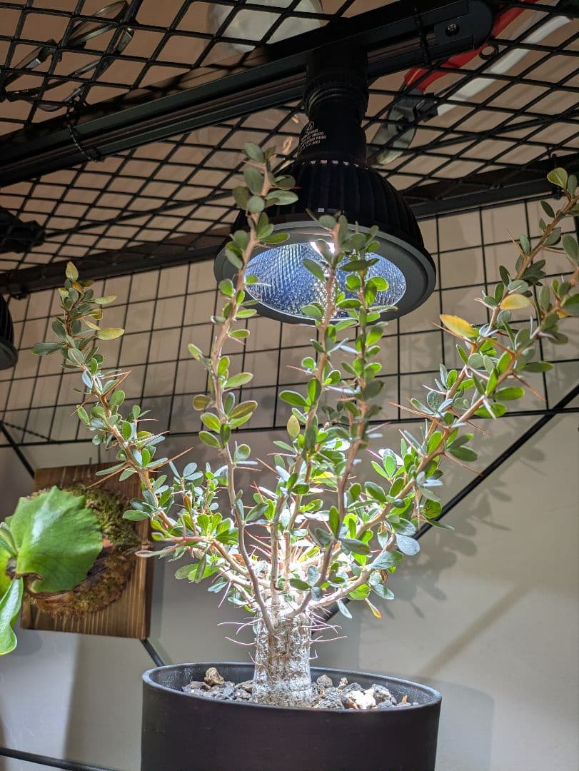 フォークイエリアコルムナリス観峰玉★プルプシーファシクラータトリステパキプス