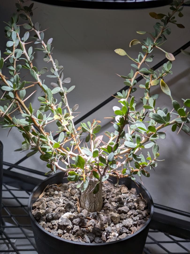 フォークイエリアコルムナリス観峰玉★プルプシーファシクラータトリステパキプス