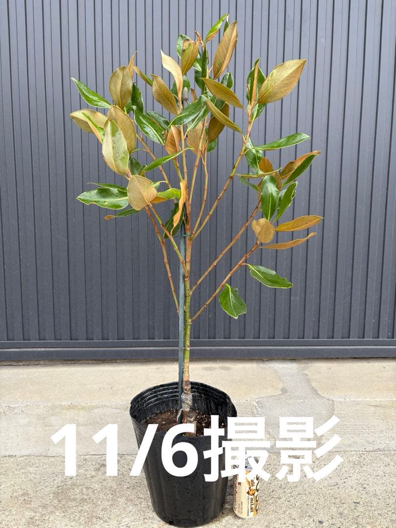 ◆タイサンボク　リトルジェム◆シンボルツリー◆レアな接木苗木◆