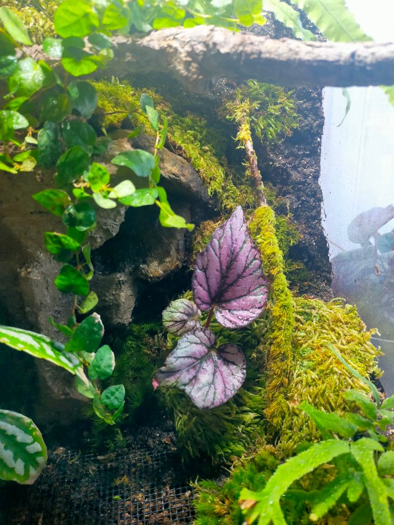 天然苔テラリウムケージ完成品、隠れ家や渡り棒付き、カエル、イモリなど