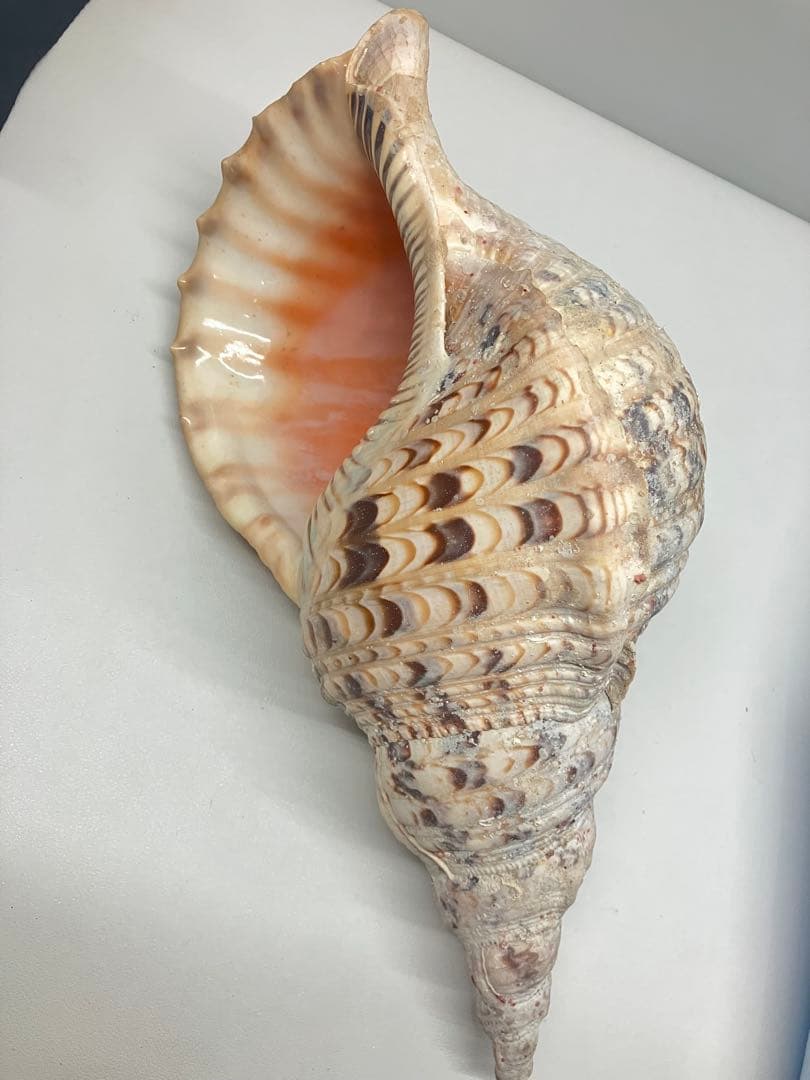 A0104)法螺貝　ホラガイ　貝殻 ほら貝　三伏　密教　魔除け　　熊よけ