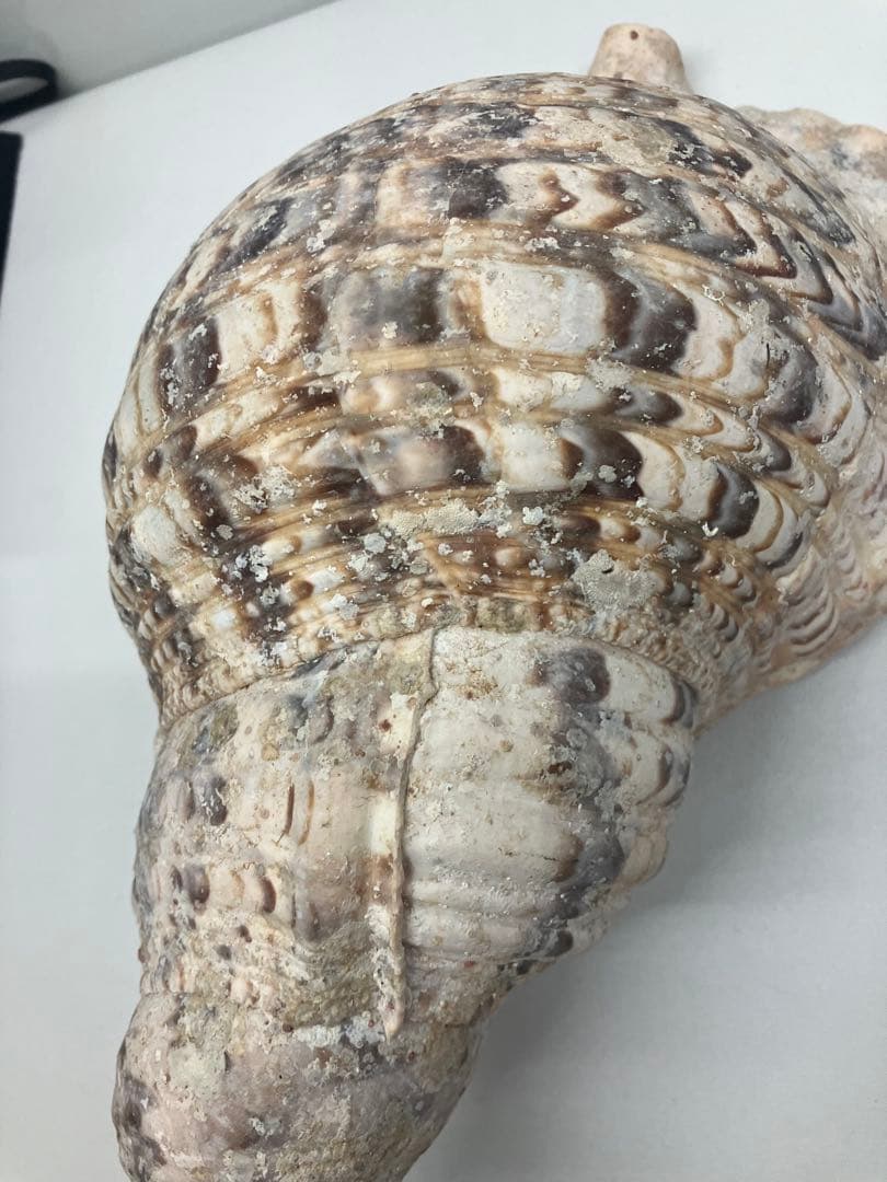 A0104)法螺貝　ホラガイ　貝殻 ほら貝　三伏　密教　魔除け　　熊よけ