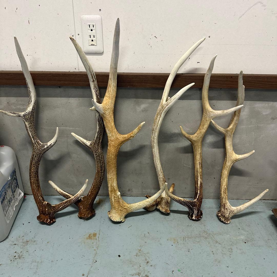 日本最北端　蝦夷鹿の角 26本セット