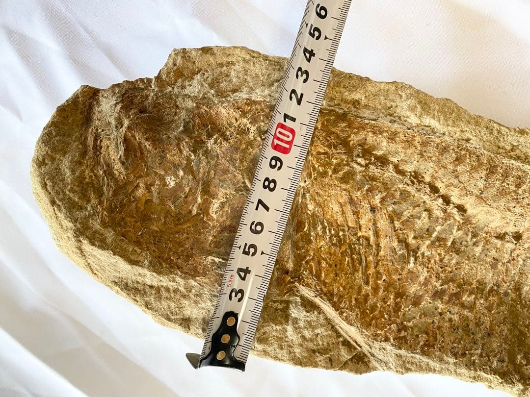 ブラジル産　魚の化石　4.7kg 62cm×14cm ①
