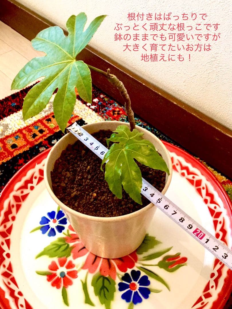 完売　　縁起木＊魔除け【ヤツデ/八つ手/天狗の団扇】天然野生育ち/2株/鉢植え
