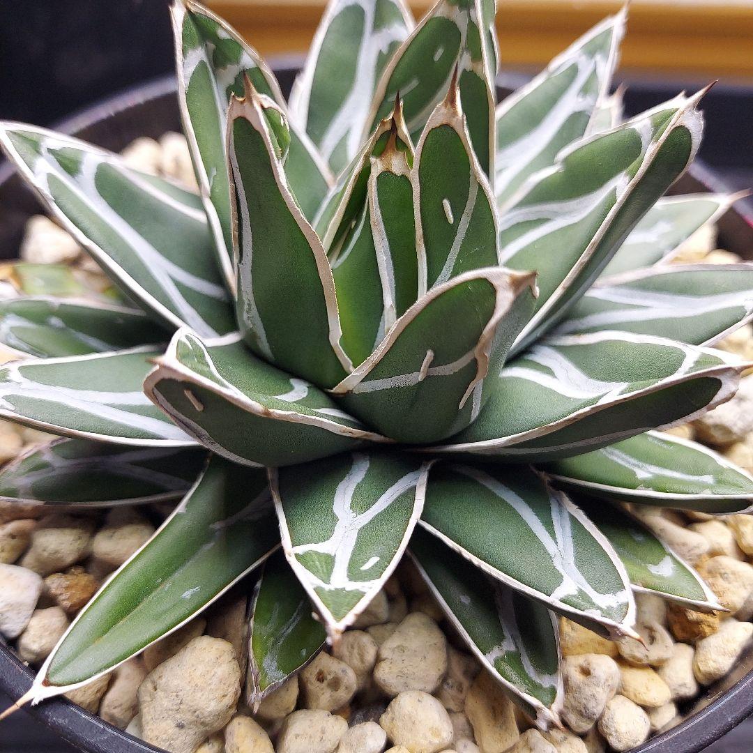 じ*む様 親株販売！！　子株付き　アガベ　姫笹の雪　特濃白ペンキ　耐寒性あり　オ