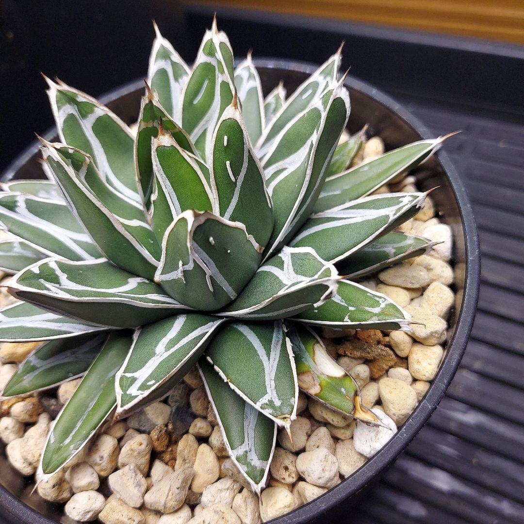 じ*む様 親株販売！！　子株付き　アガベ　姫笹の雪　特濃白ペンキ　耐寒性あり　オ