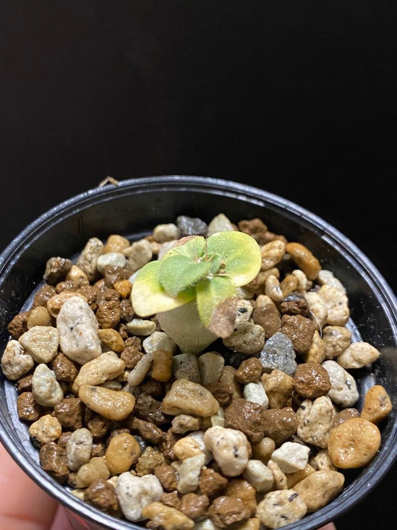 Dc0202 【3株セット】パキポディウム ナマクアナム 実生【鉢 速達】