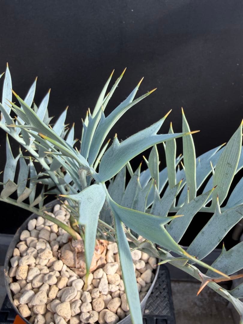 【南ア産・発根済】エンセファラルトス・ホリダス 約6cm｜No4-4