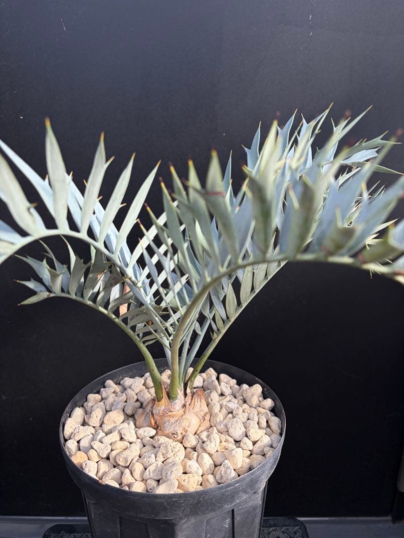 【南ア産・発根済】エンセファラルトス・ホリダス 約6cm｜No4-4