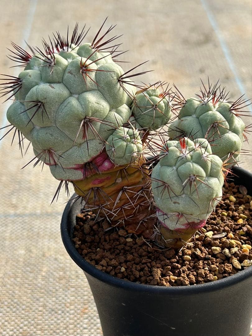 オルテゴカクタス　マクドガリー