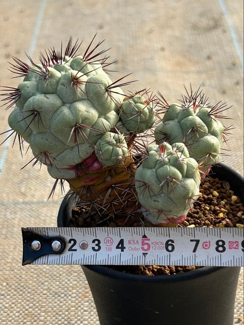 オルテゴカクタス　マクドガリー