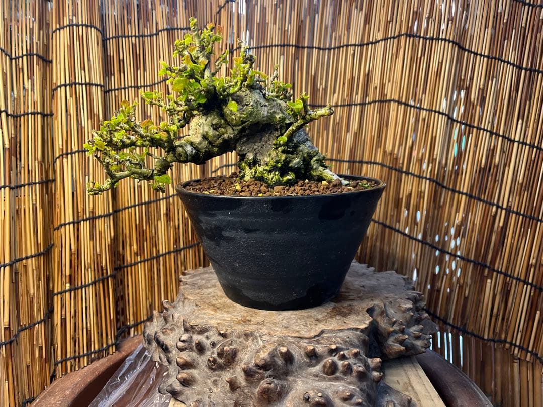 ✨✨✨オキナワオオハマボウ【◎良品素材】検/ユウナハート葉♪happyセール♪