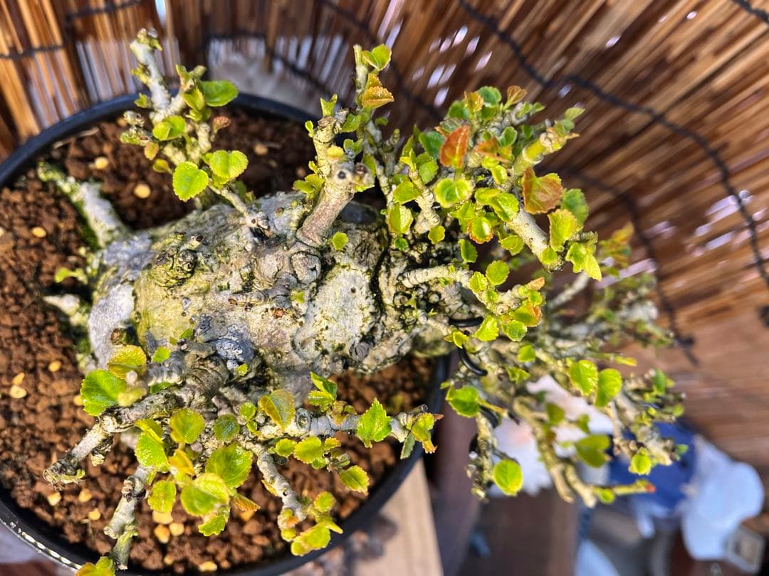 ✨✨✨オキナワオオハマボウ【◎良品素材】検/ユウナハート葉♪happyセール♪