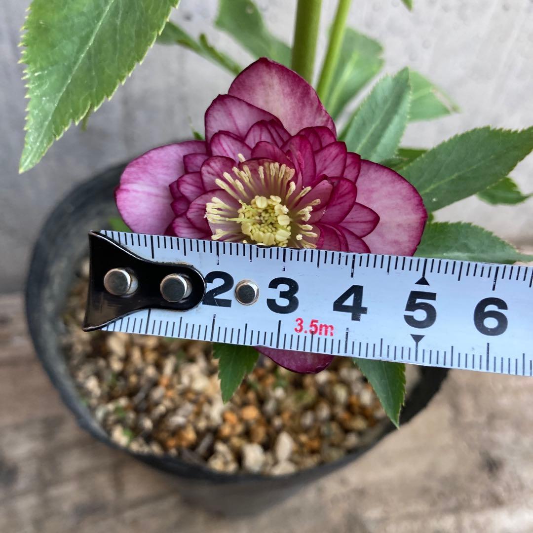 クリスマスローズ１１　開花株　4.5寸ポット苗