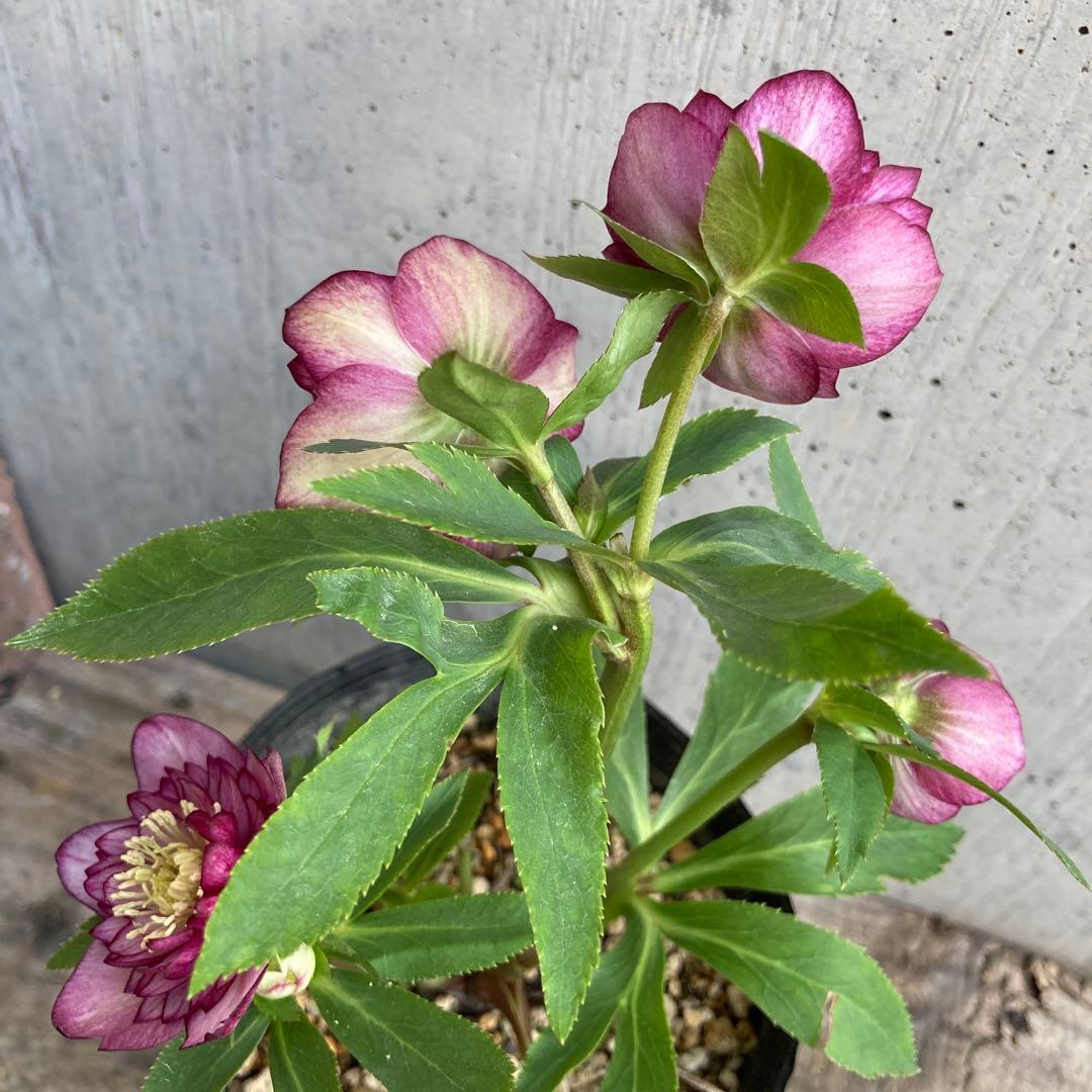 クリスマスローズ１１　開花株　4.5寸ポット苗