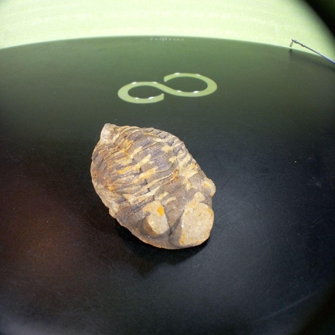 三葉虫　化石　ボリビア産　南アメリカ　trilobite　南米産fossil②