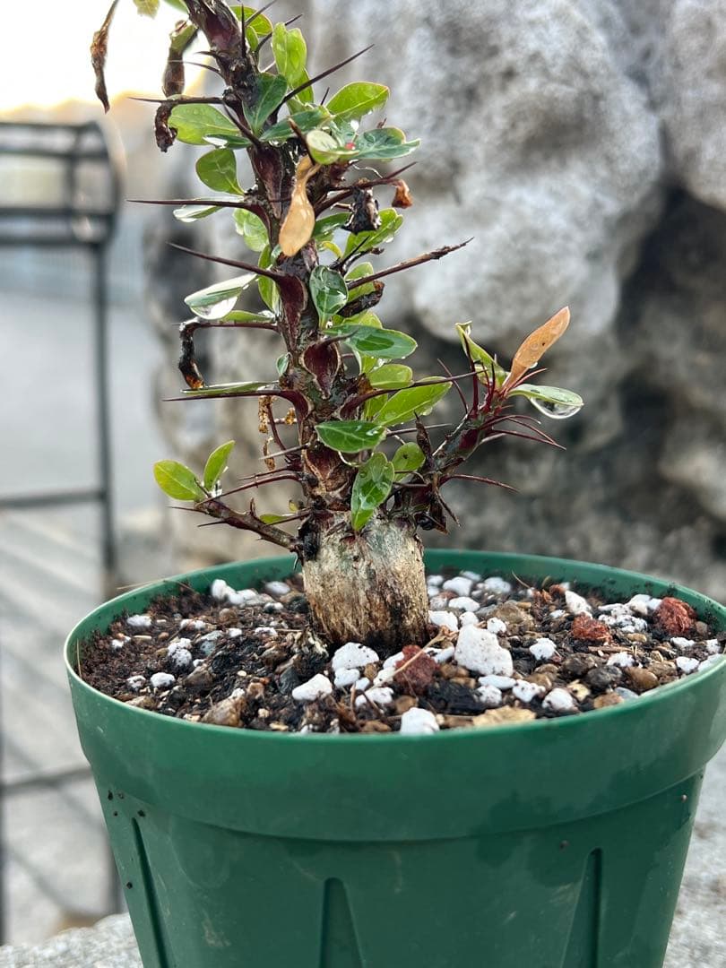 フォークイエリア　ファシクラータ　2025年産　沖縄実生株　極上樹形