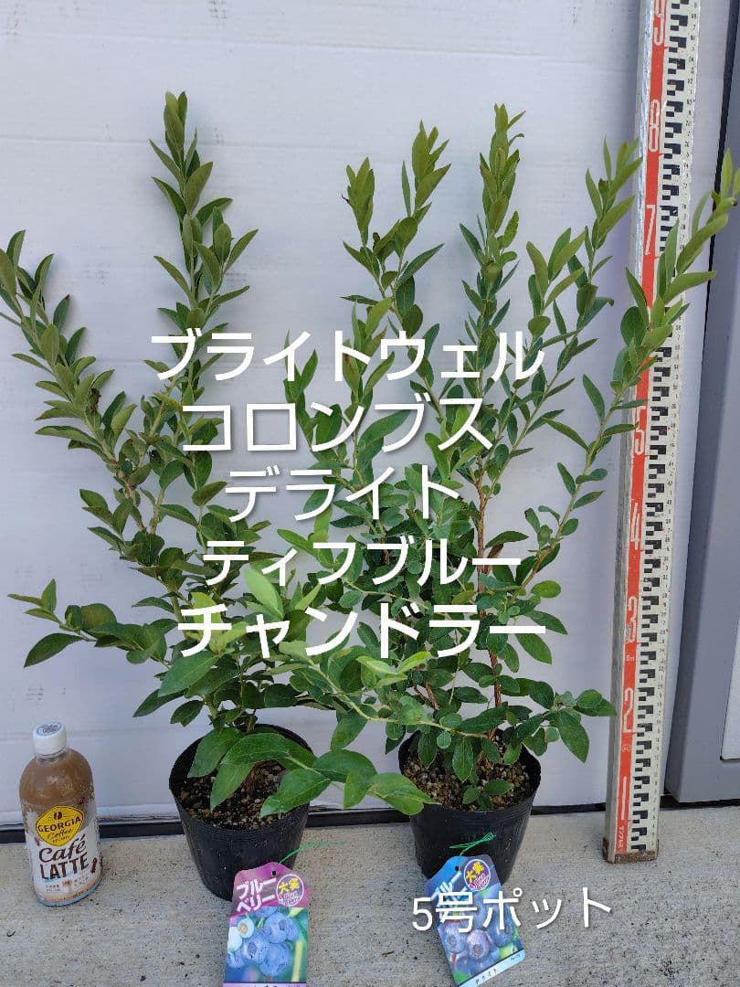 ブルーベリー苗　5号ポット5本セット